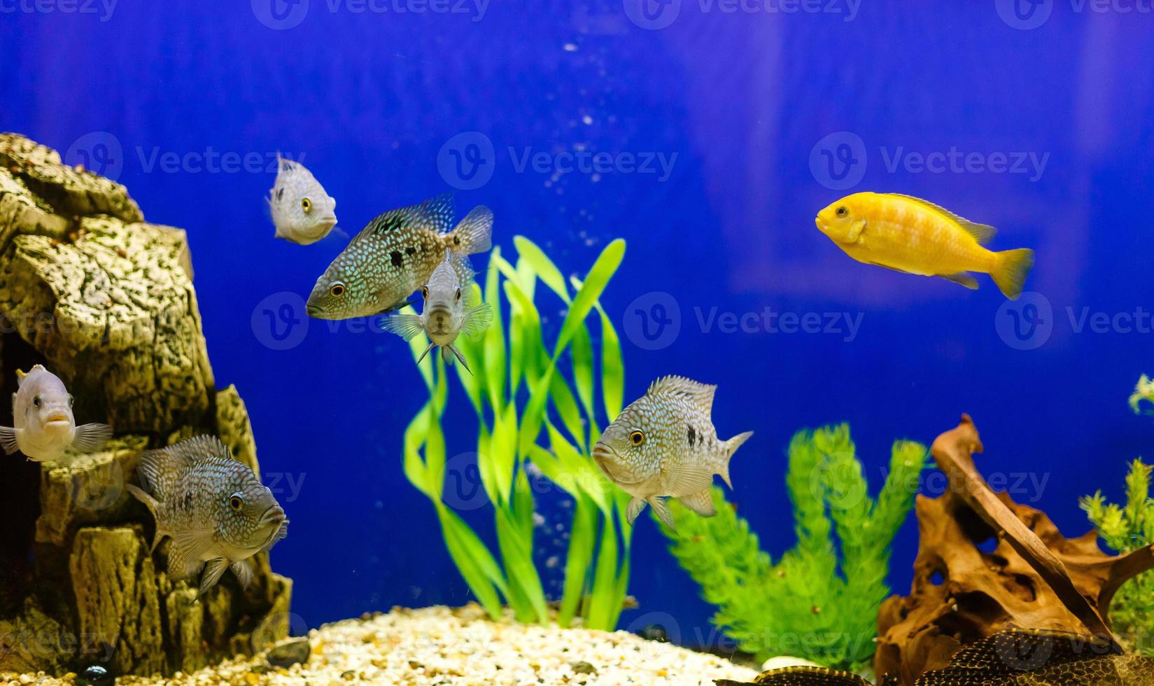peixe amarelo em recifes de corais, mantendo o fundo da água azul foto