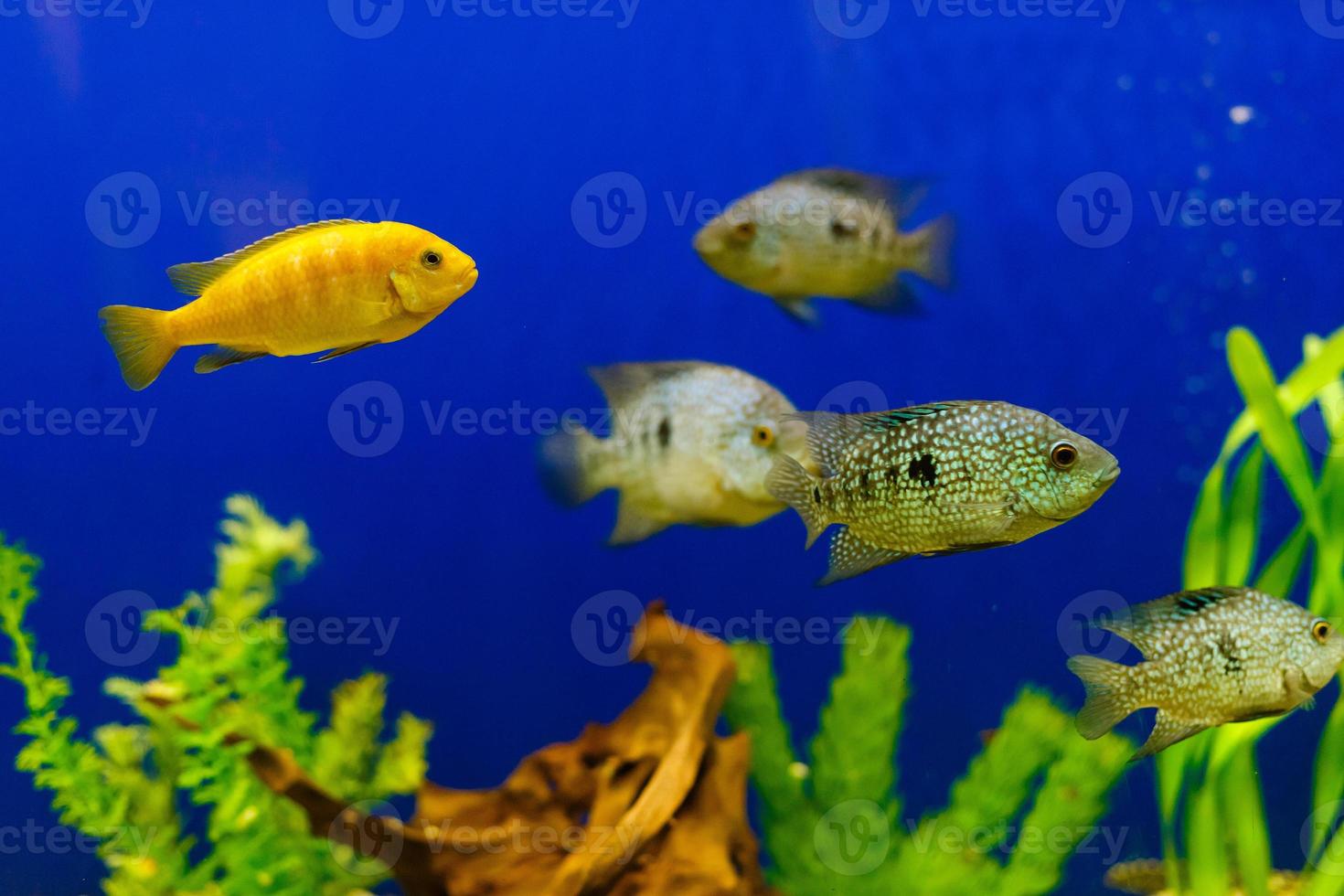peixe amarelo em recifes de corais, mantendo o fundo da água azul foto
