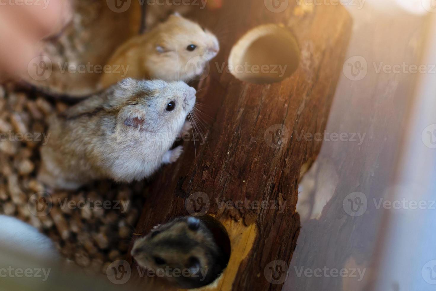 robo anão hamster comendo comida de mastigação da tigela na gaiola foto