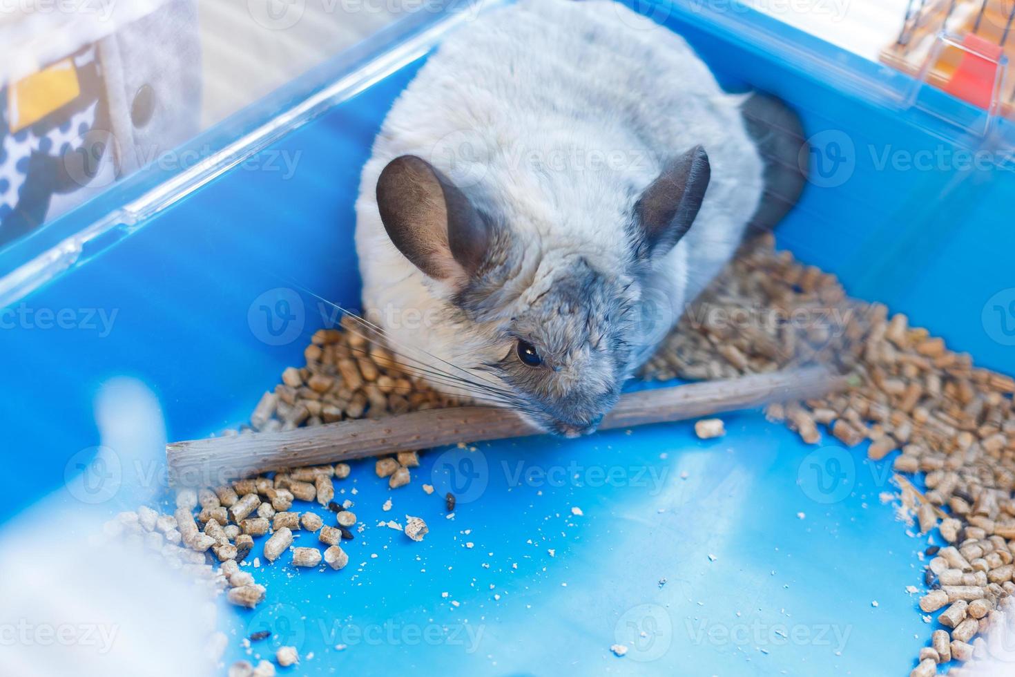 chinchila em uma gaiola foto