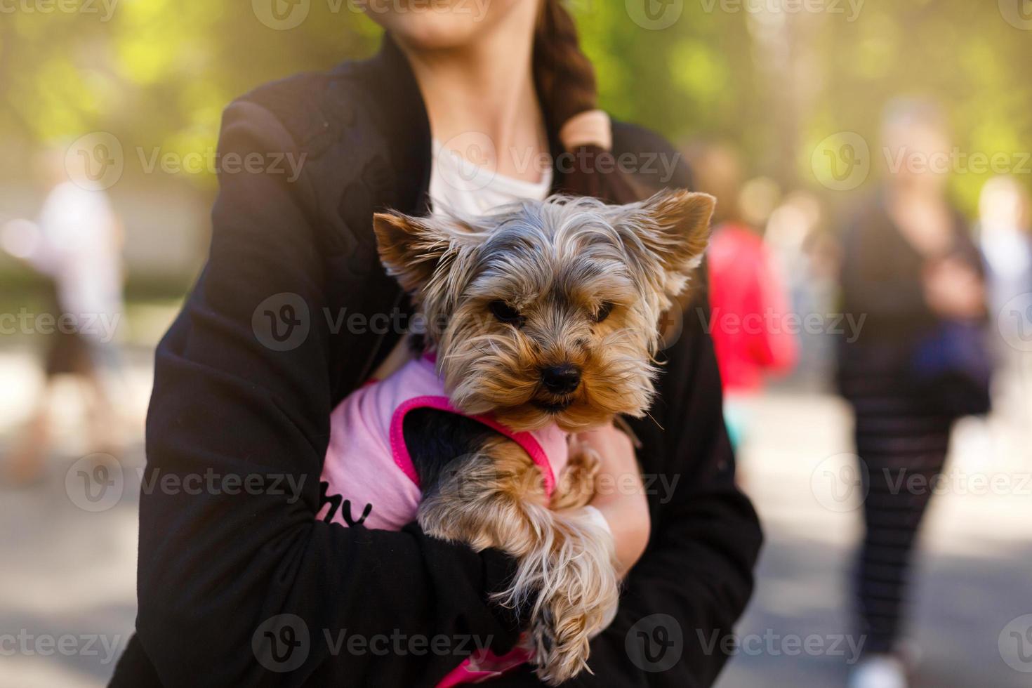 yorkshire terrier lambeu a boca em pé na mão do dono foto