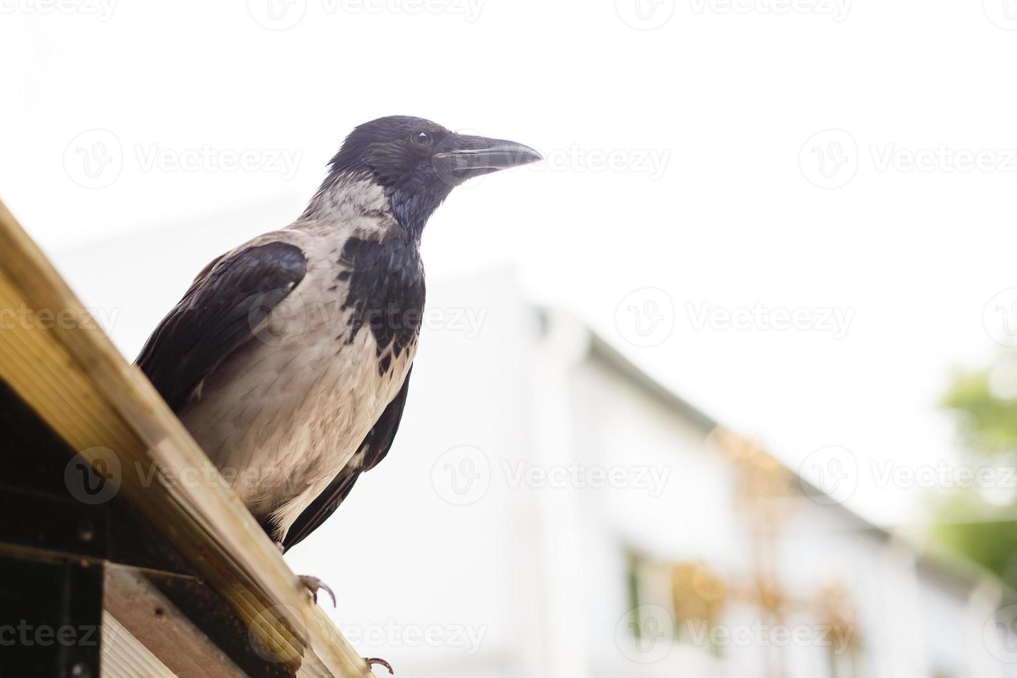 velho corvo olha para a câmera enquanto está sentado em uma cerca velha. foto