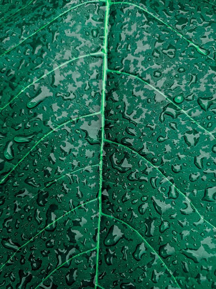fundo de textura de folha com aparência estética de gotas de orvalho foto