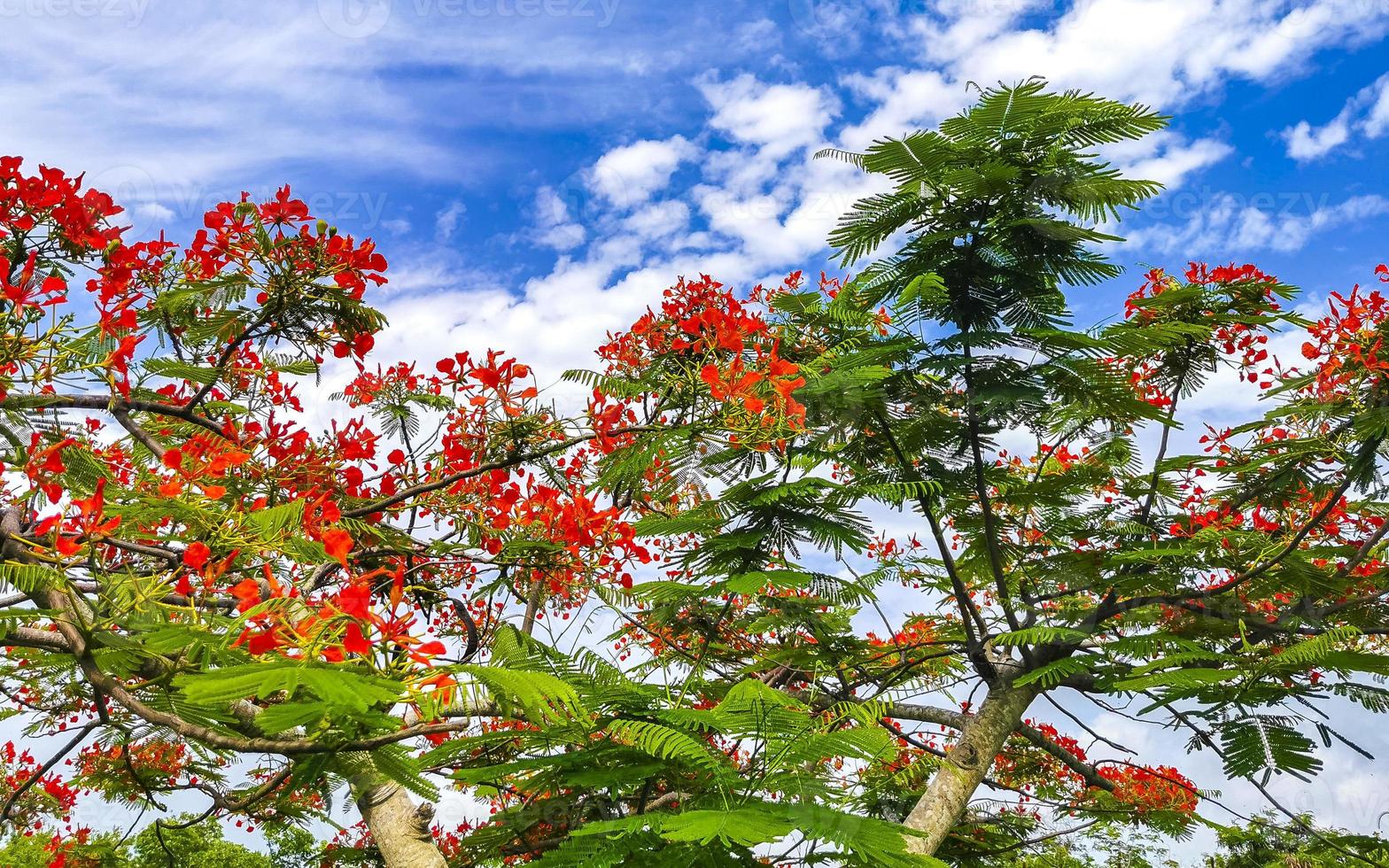 lindos tropicais flame tree vermelhos flowerses flamboyant delonix regia mexico. foto