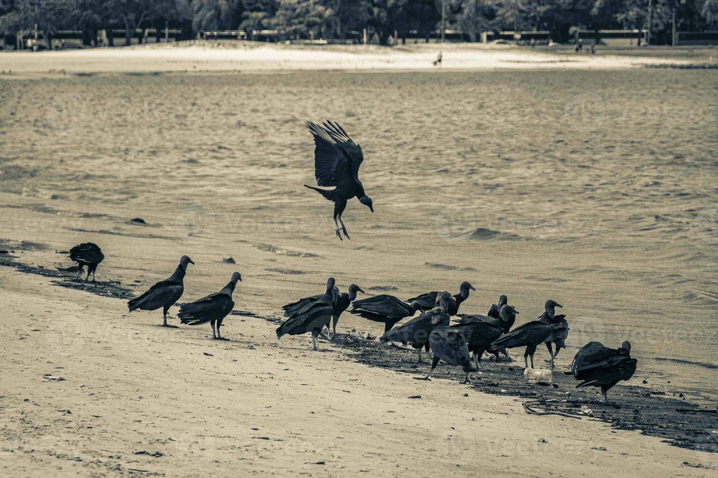 abutres-negros tropicais comem carcaça de peixes rio de janeiro brasil. foto