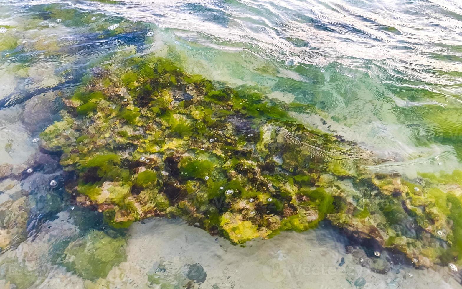 pedras rochas corais turquesa verde azul água na praia méxico. foto