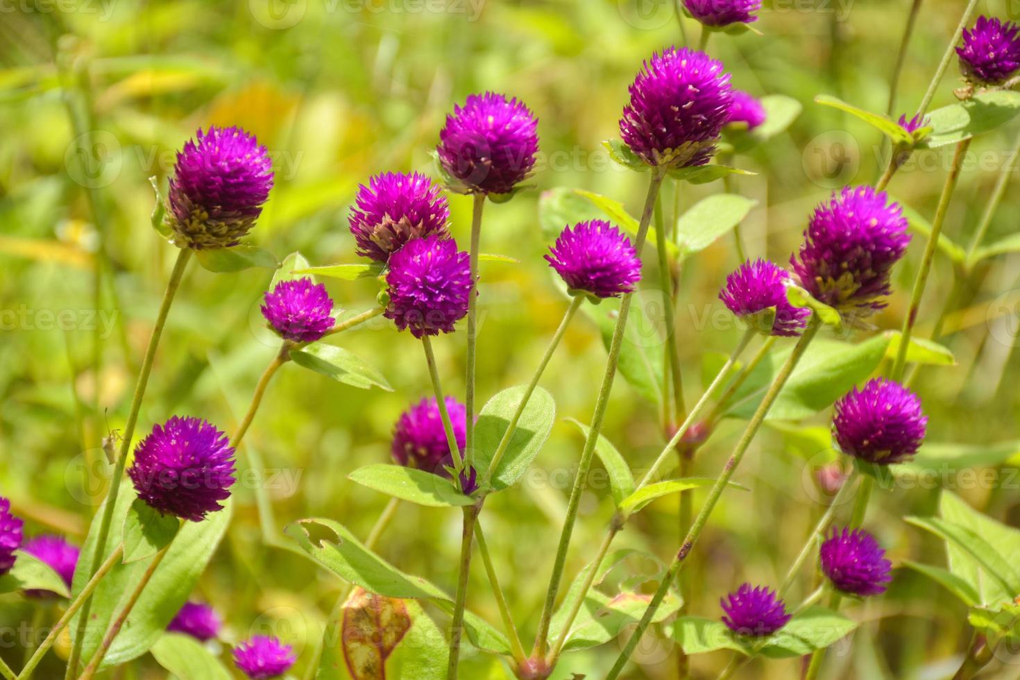 flor de amaranto de globo roxo de campo e fundo de luz suave foto