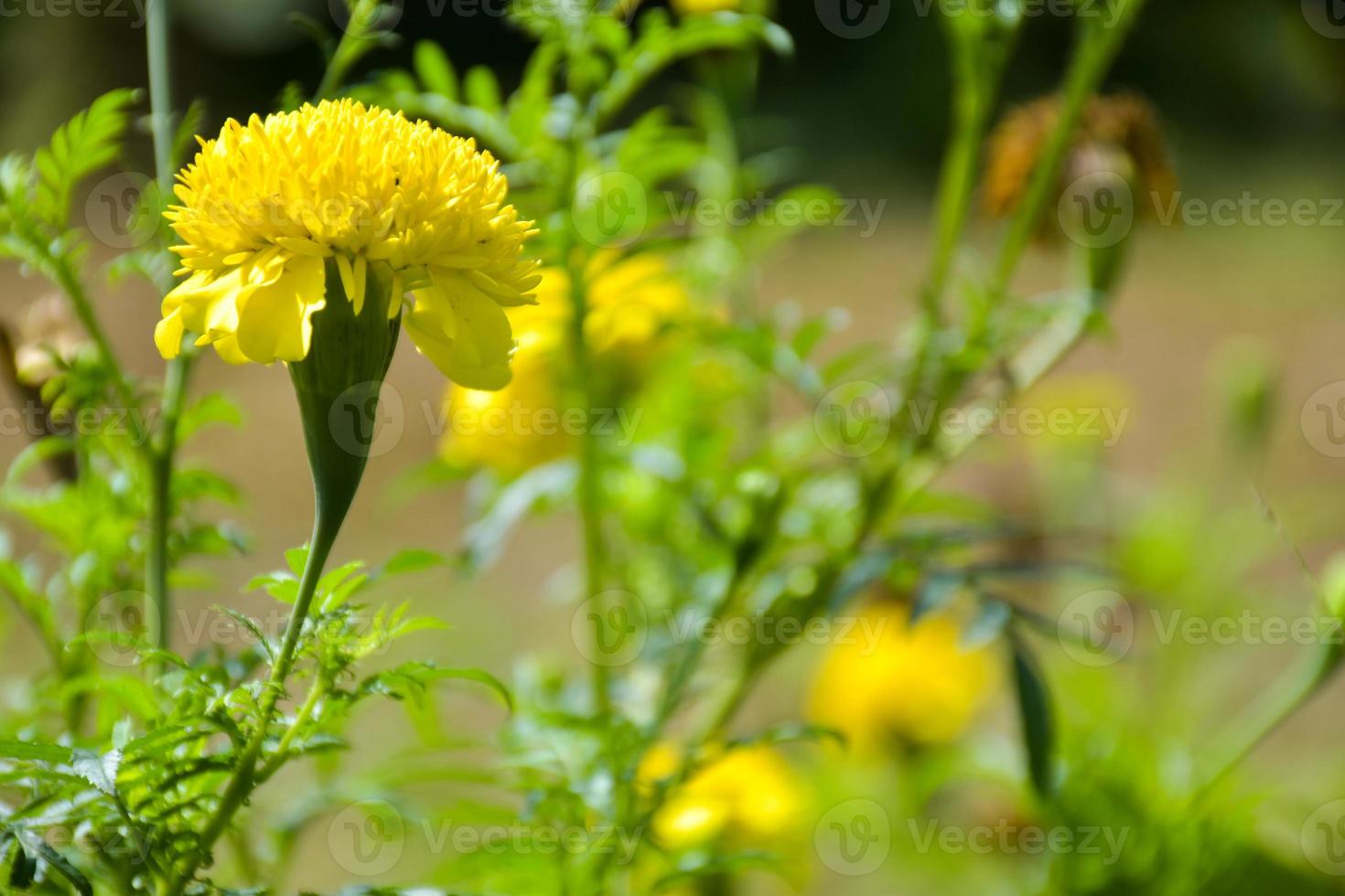calêndula de campo flor amarela florescendo e fundo de luz suave foto