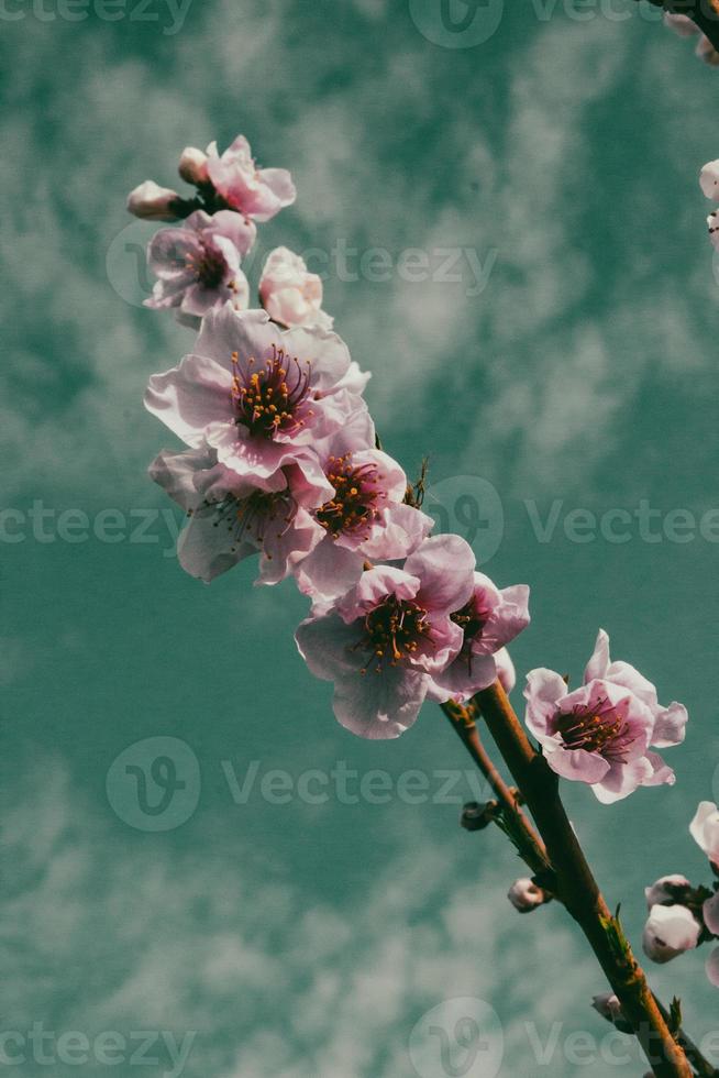 flor de pessegueiro na espanha foto