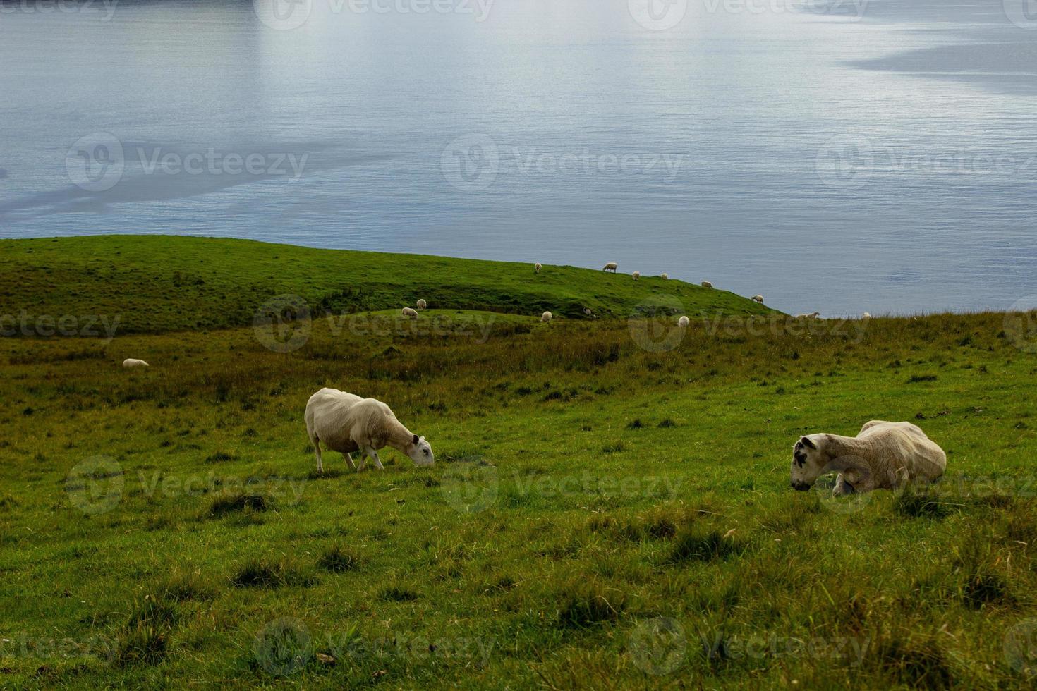 costa do oceano no farol de neist point com ovelhas, escócia foto