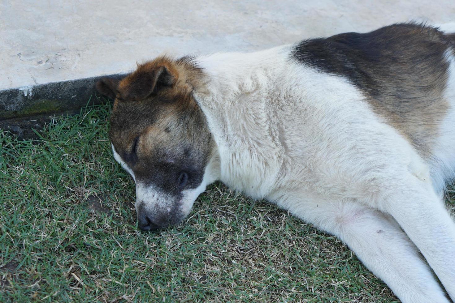 cachorro dormindo na grama verde foto