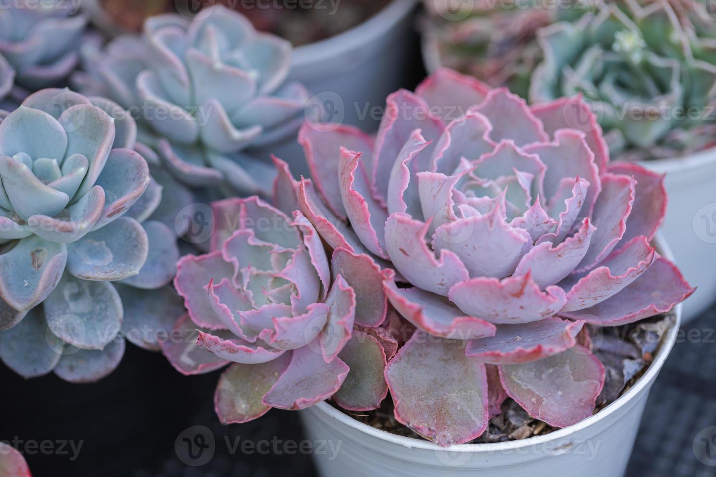 close-up de plantas suculentas cactos foto