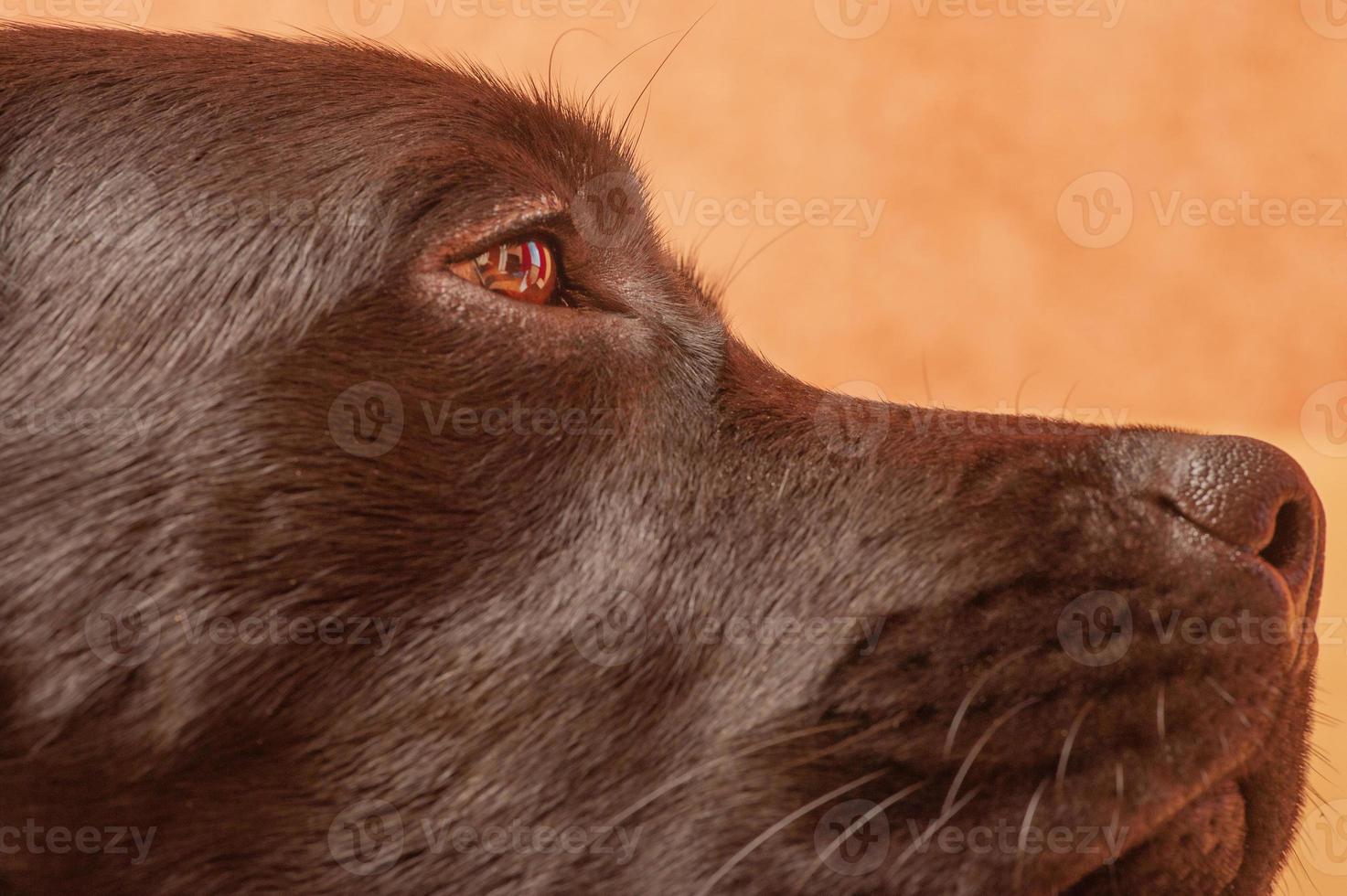 perfil de close-up de um cachorro preto. labrador retriever focinho nariz olhos. foto