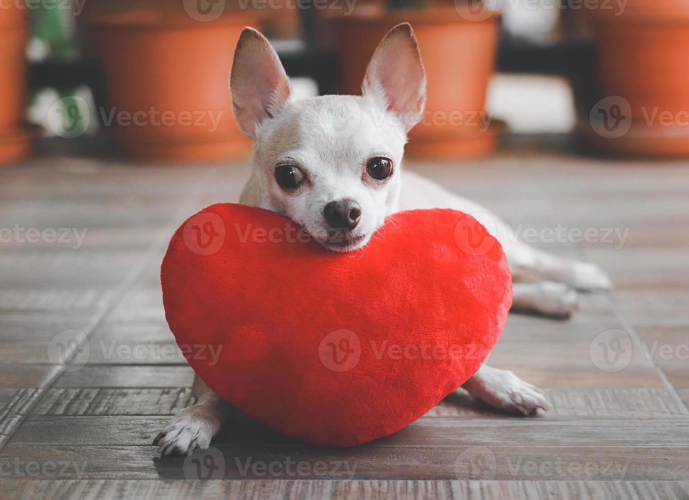 cachorro chihuahua marrom deitado com travesseiro de forma de coração vermelho. conceito de dia dos namorados. foto