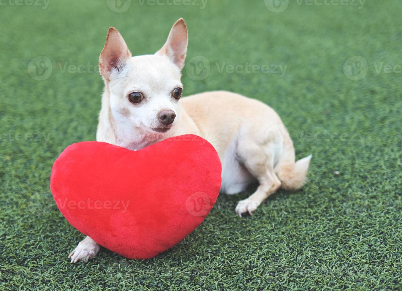 cachorro chihuahua marrom deitado com travesseiro de forma de coração vermelho na grama verde, olhando para longe. conceito de dia dos namorados. foto