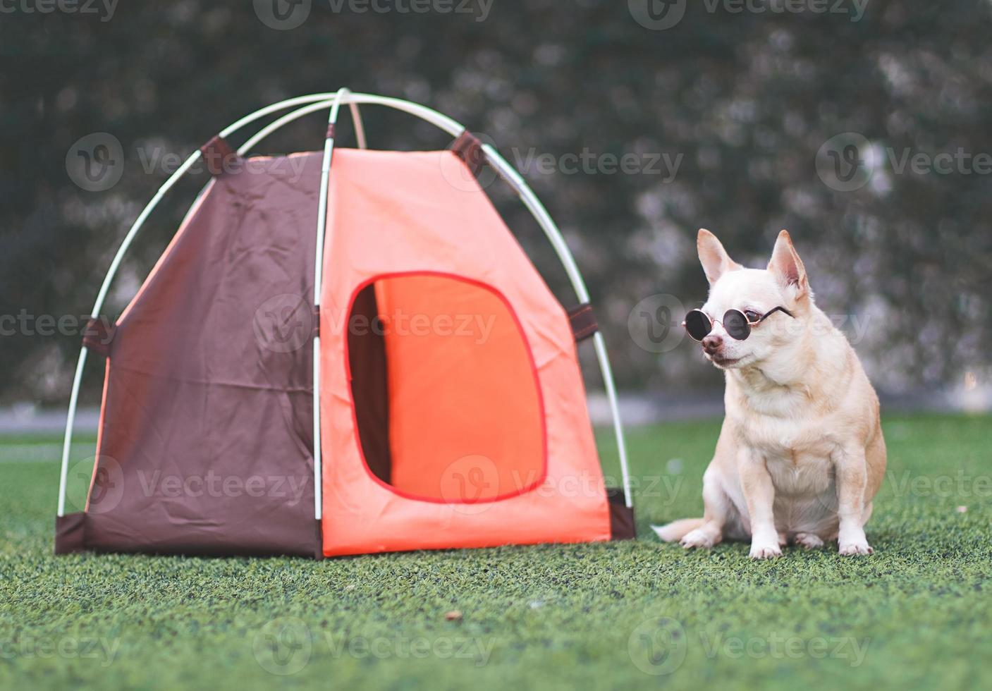 cachorro chihuahua de cabelo curto castanho usando óculos escuros, sentado na frente da barraca de acampamento laranja na grama verde, ao ar livre, olhando para a câmera. conceito de viagens para animais de estimação. foto