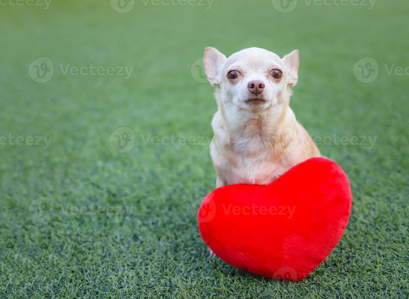 cachorros chihuahua marrons sentados com travesseiro de forma de coração vermelho na grama verde, sorrindo e olhando para a câmera. conceito de dia dos namorados. foto