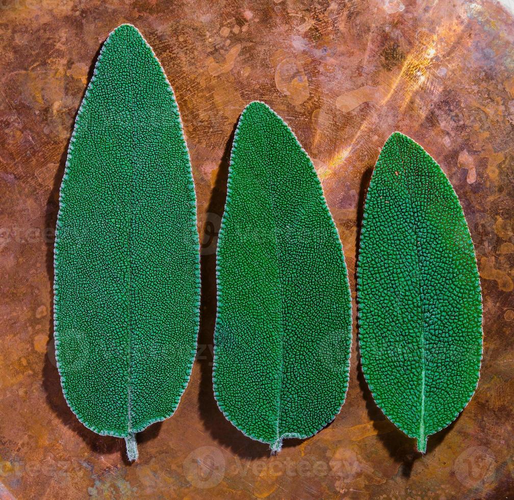 três folhas de sálvia em uma bandeja de cobre à luz solar natural, close-up da textura da folha e vista superior, ideia para um plano de fundo sobre ingredientes úteis e remédios foto
