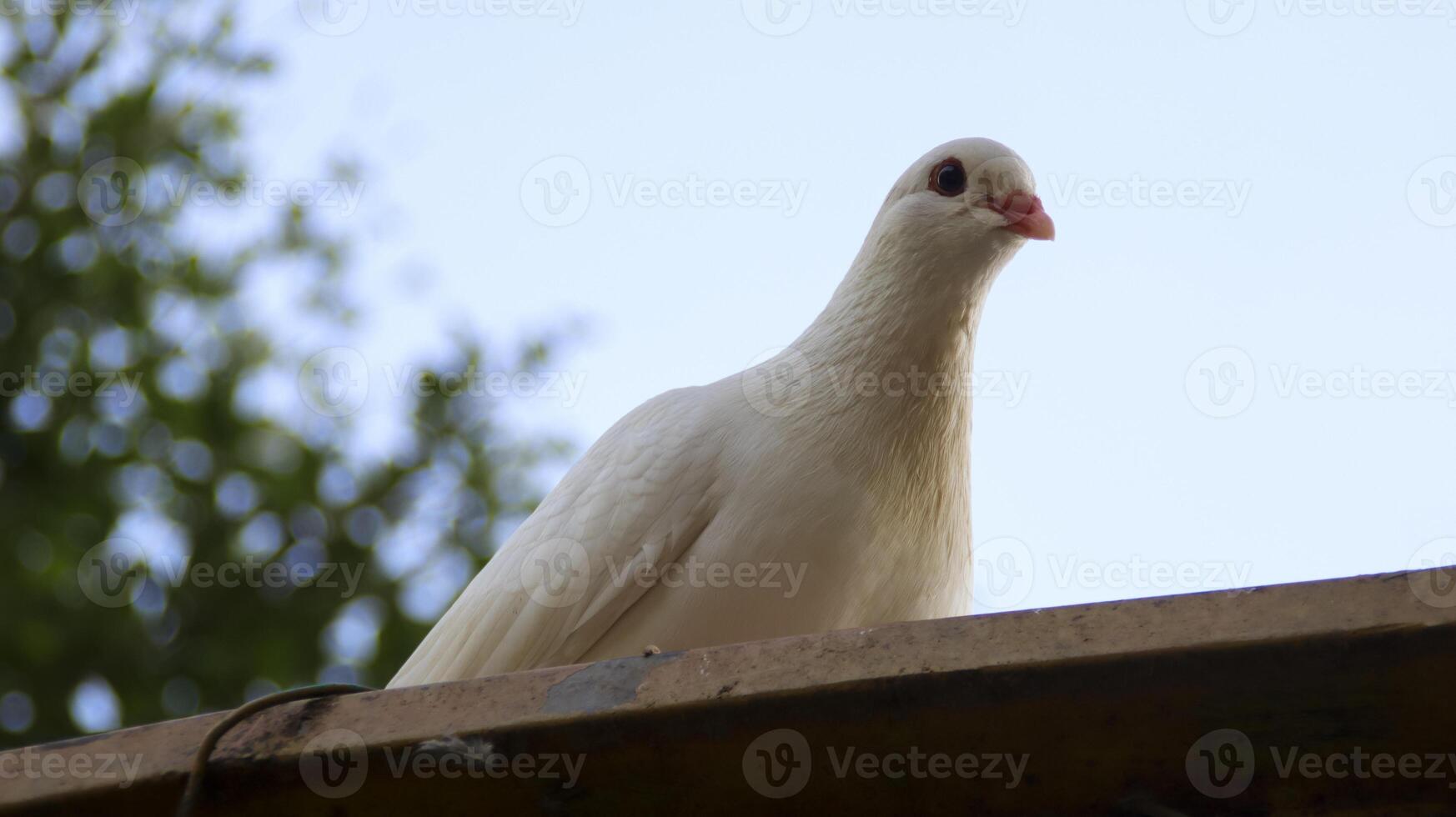 pombo pomba branca senta-se no telhado. foto