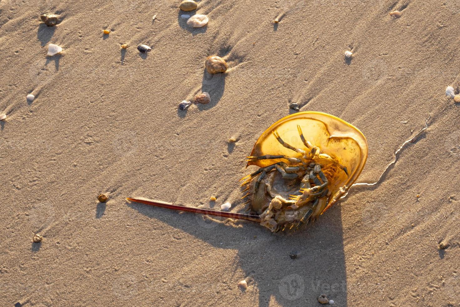 caranguejo-ferradura marrom animal mar cauda afiada mortos vire na praia de areia dourada. vida de casca dura em tropical natural. foto