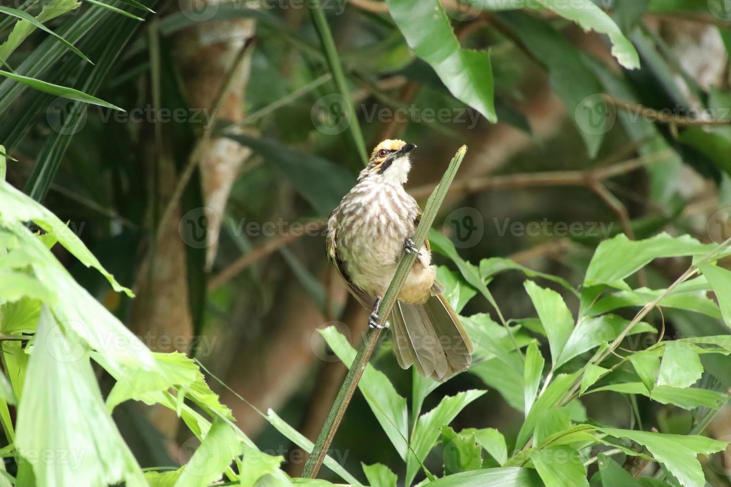 bulbul com cabeça de palha em uma reserva natural foto