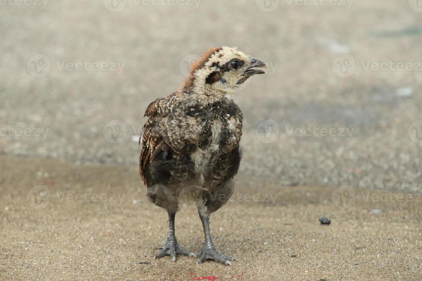 galo de galinha da selva vermelha em uma fazenda de parque foto