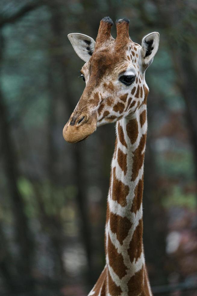 girafa no zoológico foto