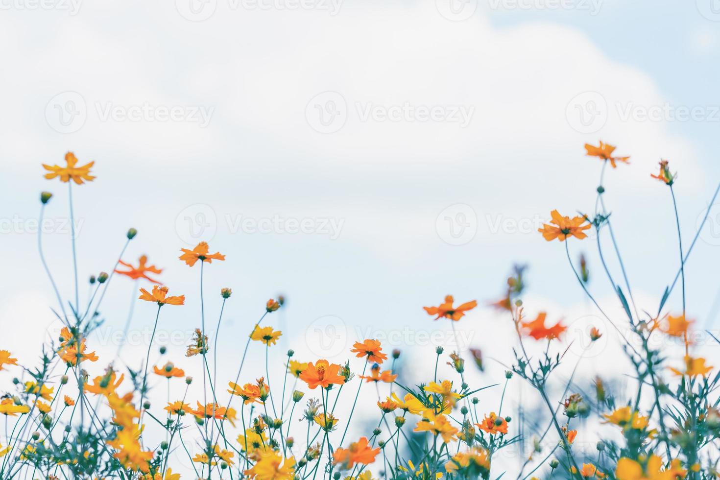 campo de flores do cosmos com céu azul e fundo de nuvens foto