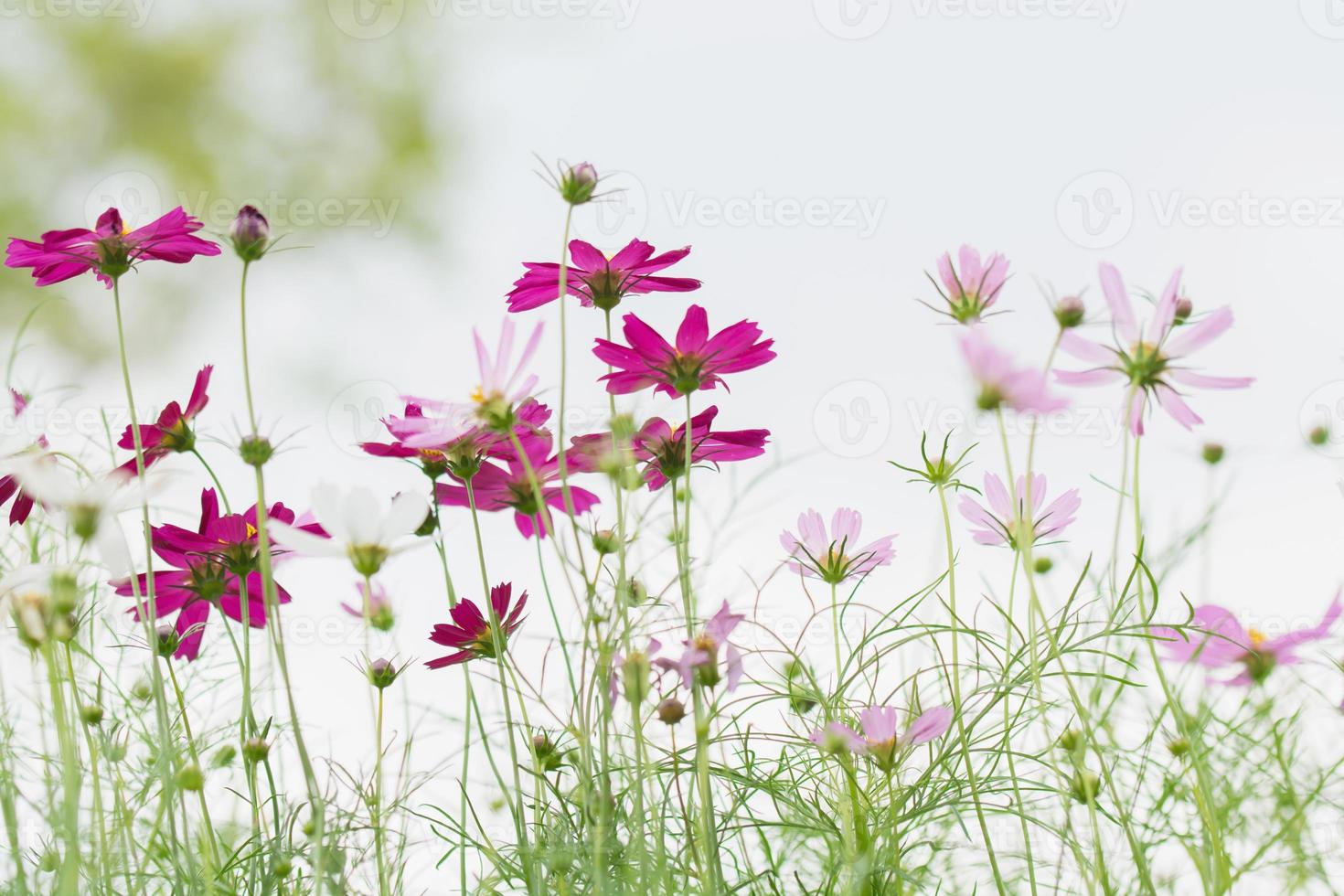 rosa do campo de flores do cosmos com céu azul e fundo de nuvens foto