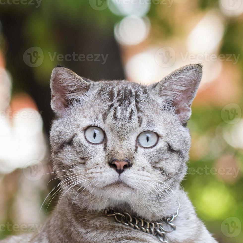 gato olhando no fundo verde bokeh da natureza foto