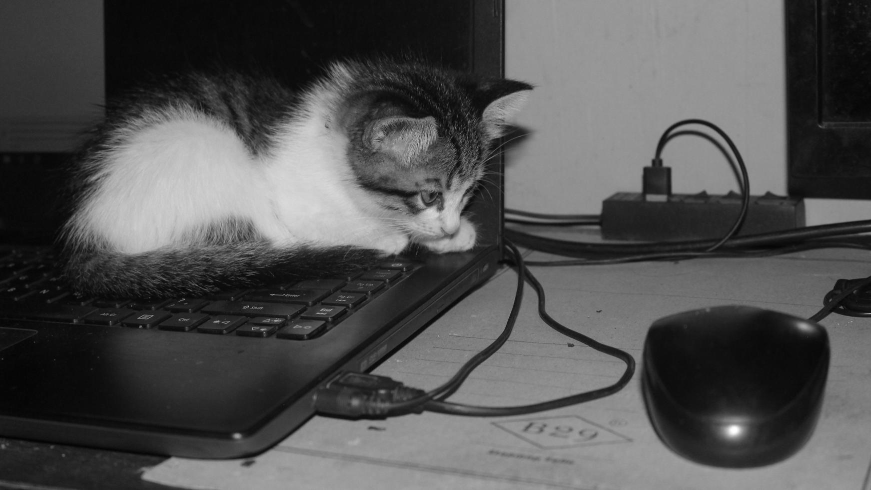 um gatinho está sentado em um laptop foto