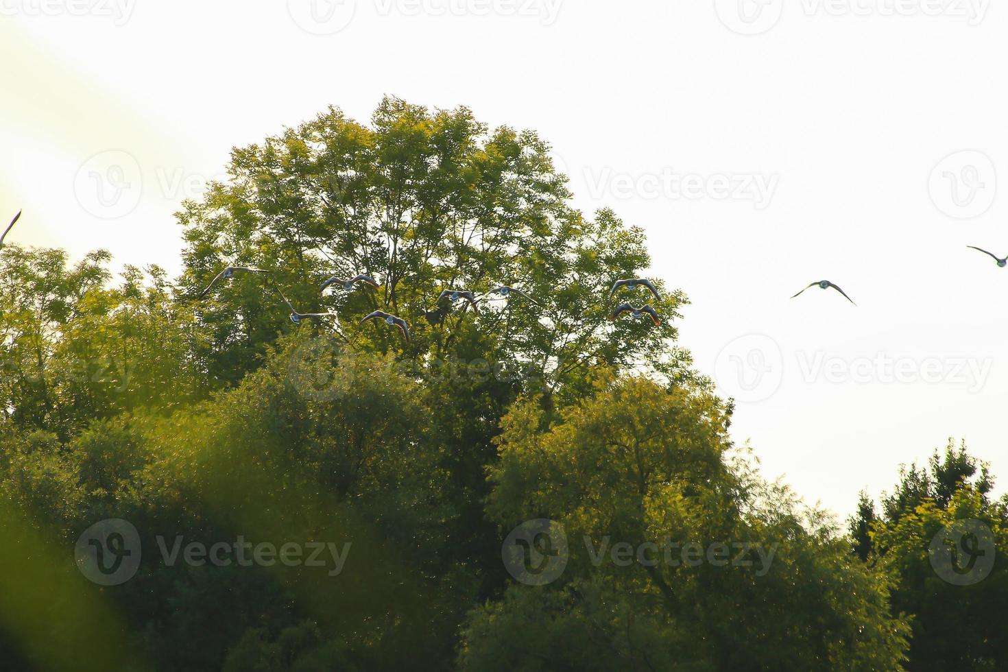 bando de gansos selvagens silhueta em um céu pôr do sol foto