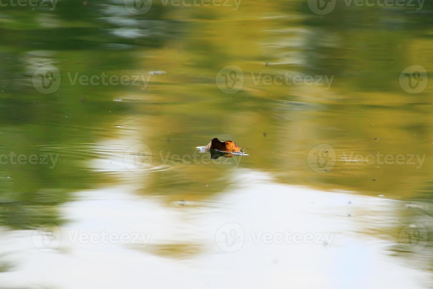 folha amarela flutuando na água perto do córrego do rio foto