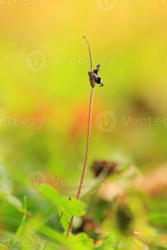 grama e vegetação no campo na temporada de outono foto