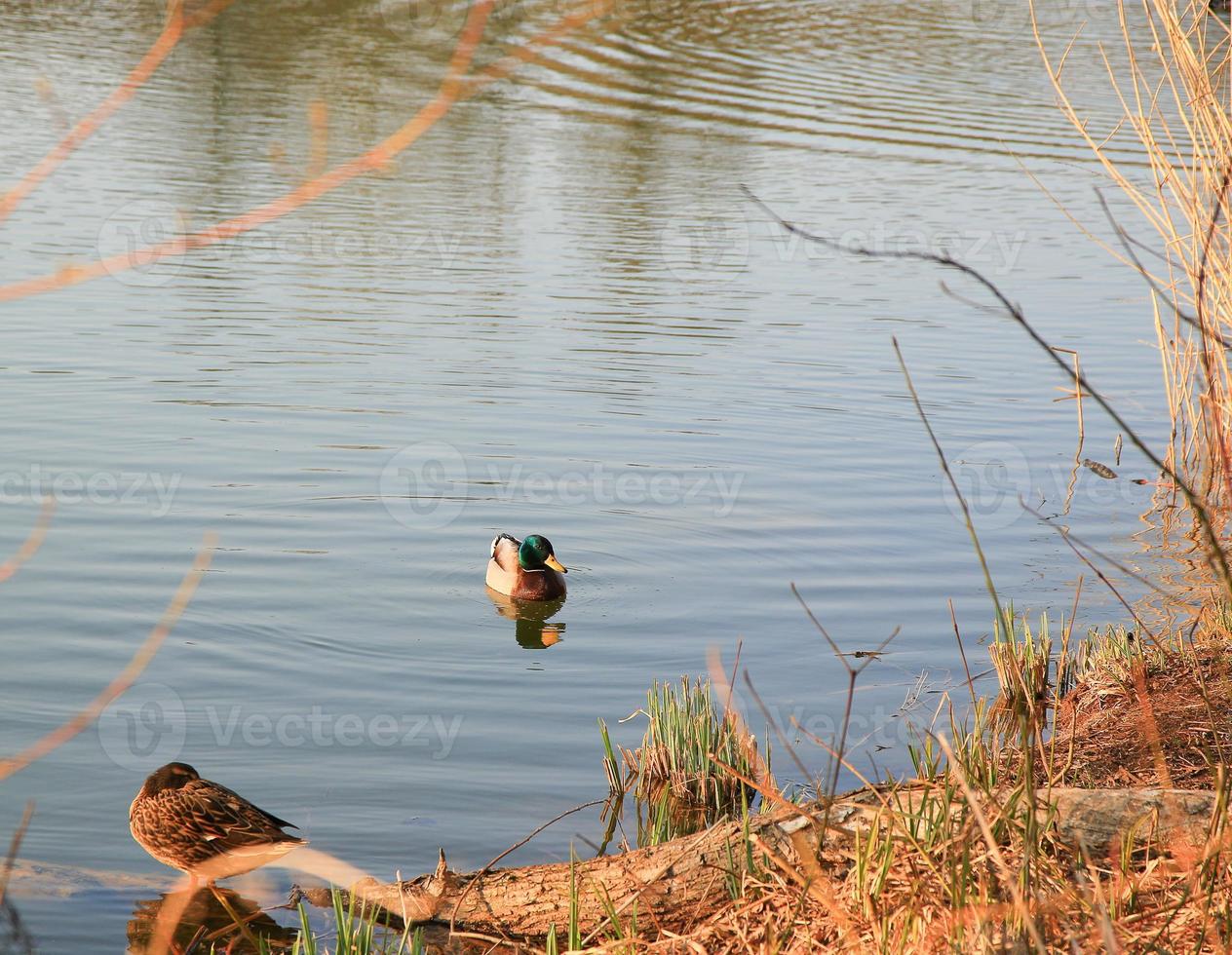 pato macho na água perto do rio Danúbio foto