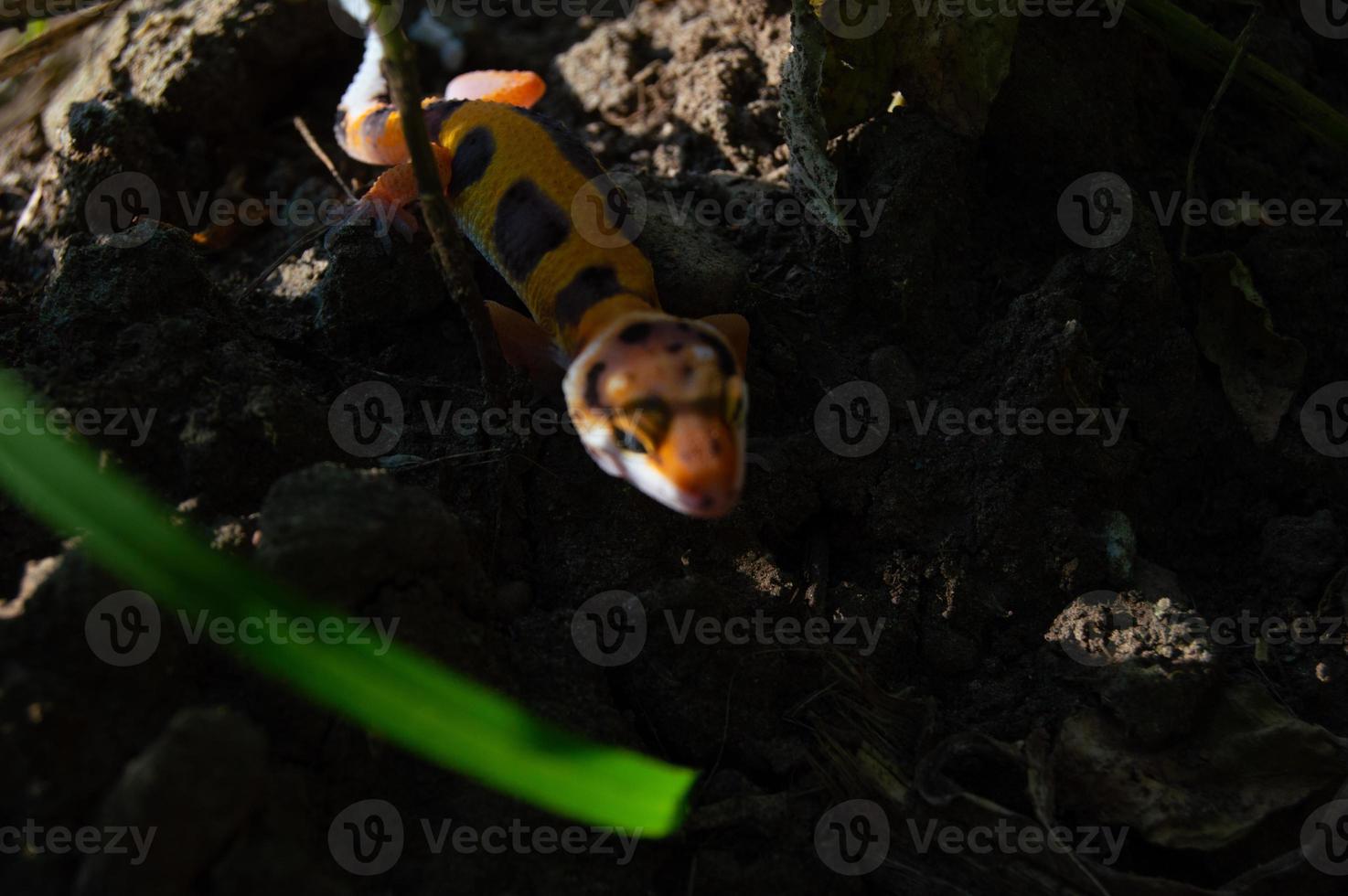 lagartixa leopardo brincando no jardim. lagartixa leopardo laranja. réptil domesticado. foto