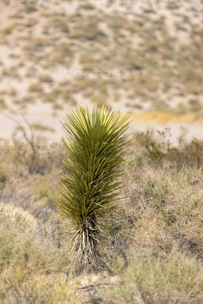 única planta alta de mandioca no deserto de mojave, na califórnia. foto