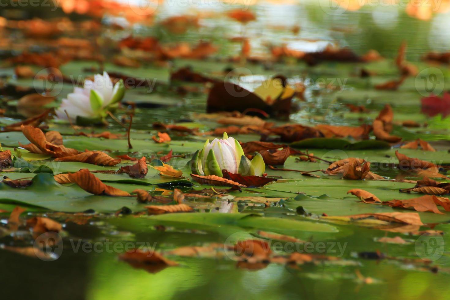 folhas pitorescas de nenúfares e folhas de bordo coloridas na água na lagoa, temporada de outono, fundo de outono foto