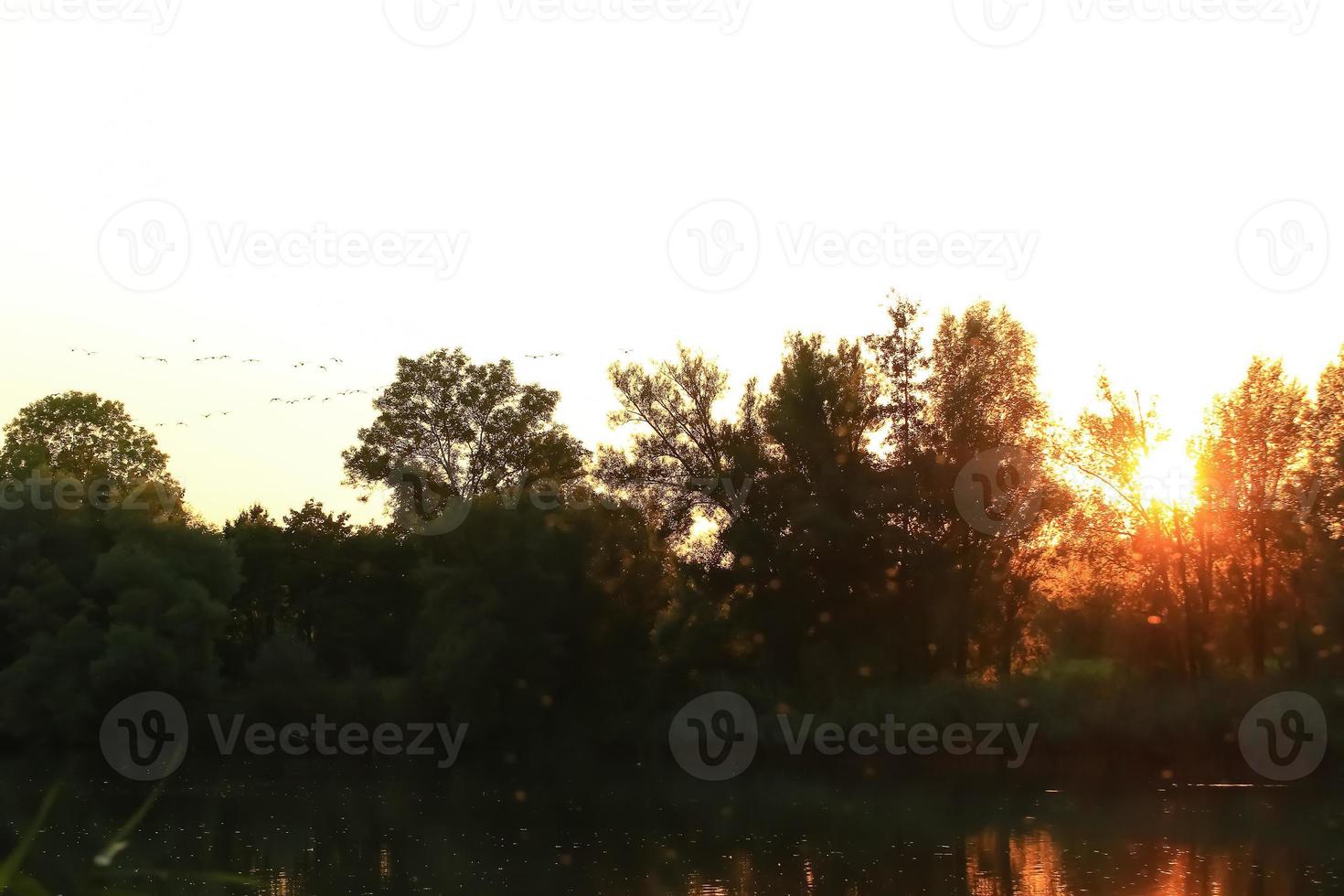 bando de gansos selvagens silhueta em um céu pôr do sol foto