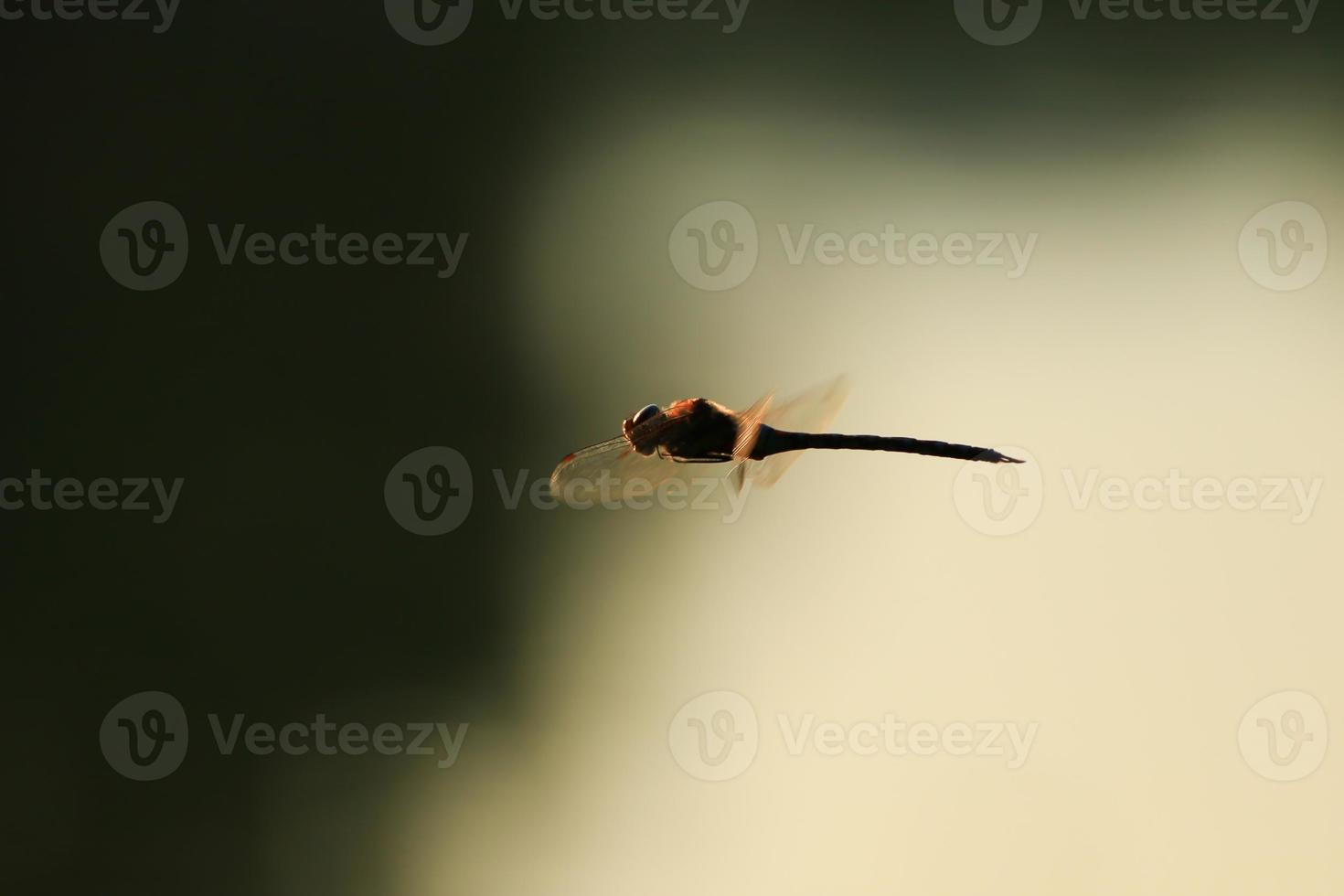 uma libélula planador errante em voo perto da água foto