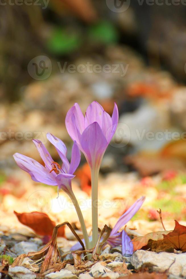 flor de açafrão no parque na temporada de outono foto