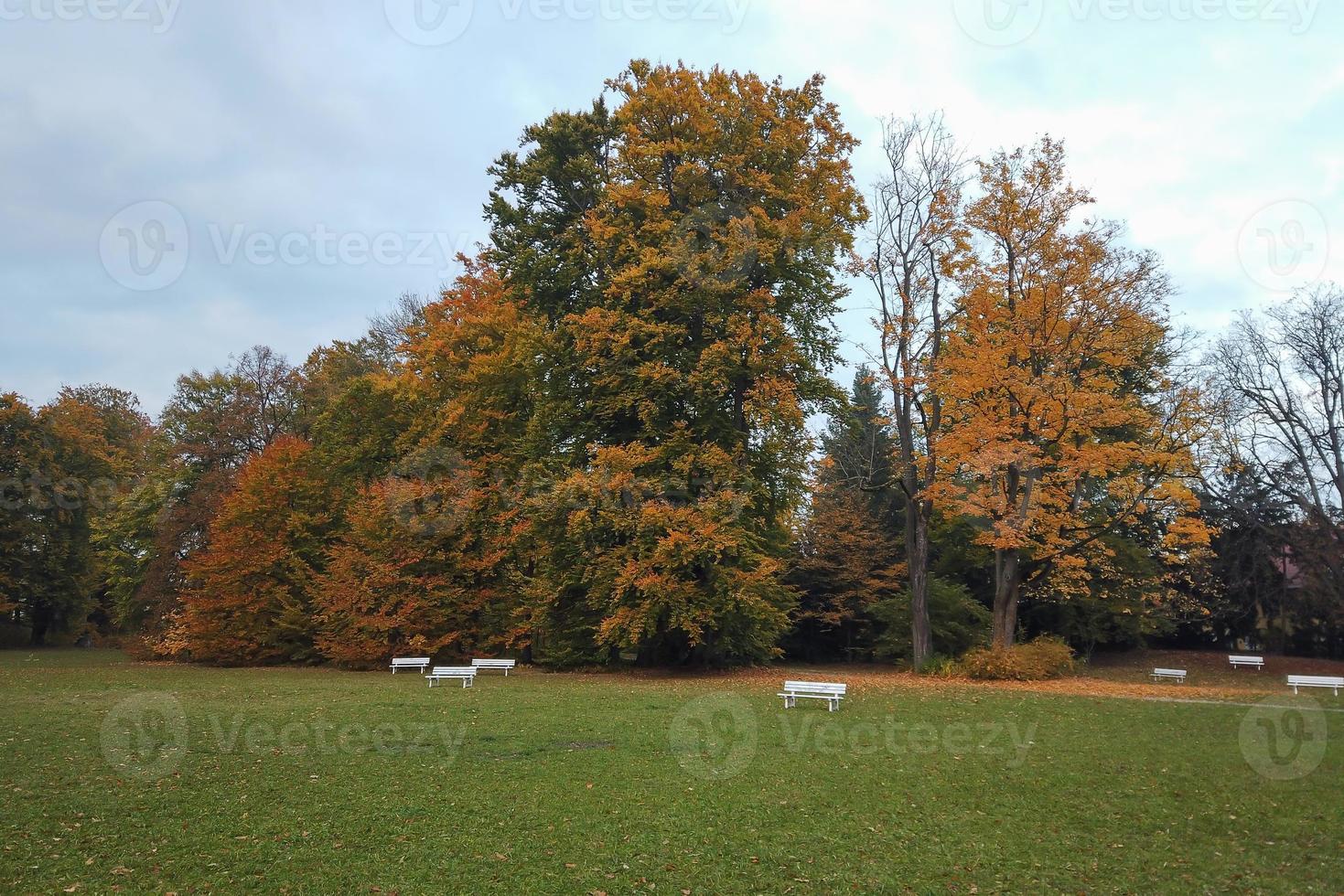 árvores de outono e folhas com folhagem colorida no parque. foto