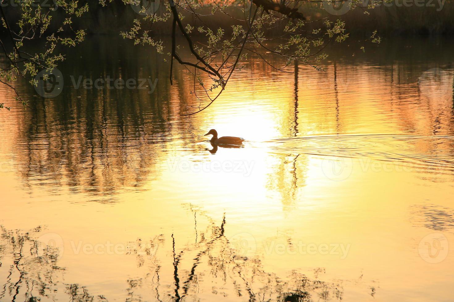 pato selvagem nadando em um lago dourado enquanto o pôr do sol está refletindo na água. imagem minimalista com a silhueta da ave aquática. foto