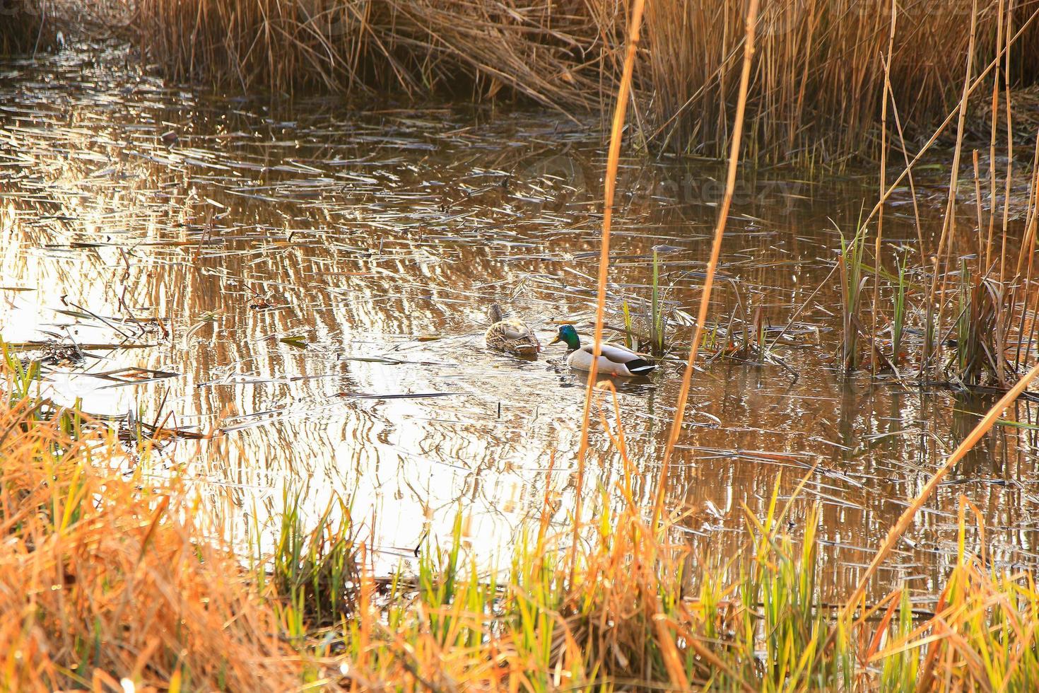 par de patos selvagens na água em um pântano no outono foto