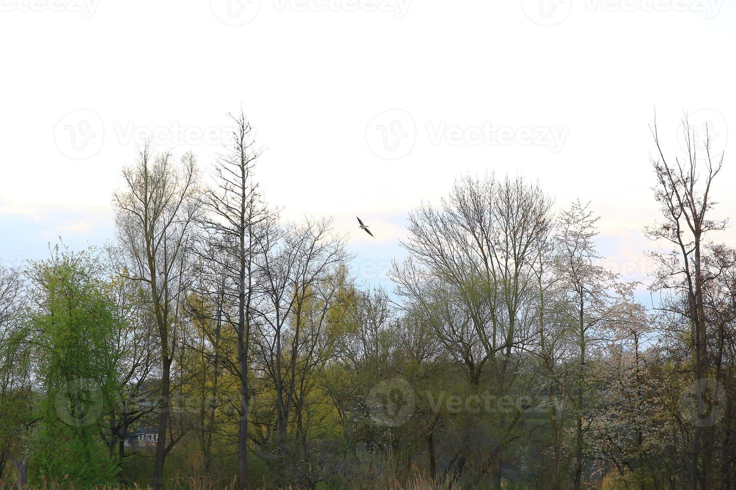 pássaro garça cinza ardea cinerea voando perto do rio danúbio foto