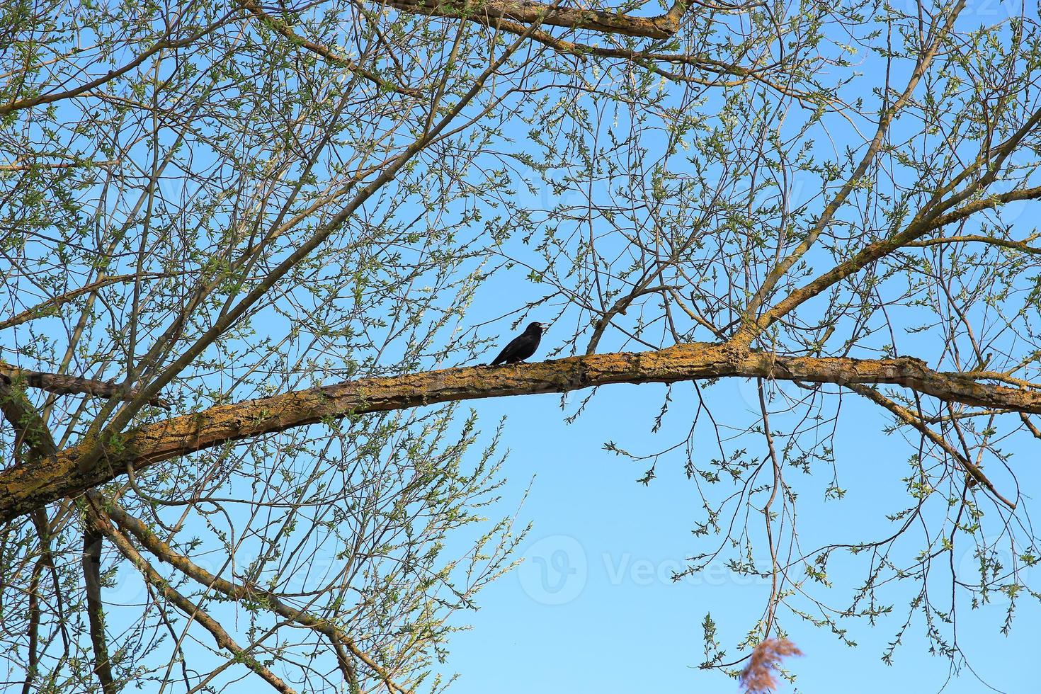 um melro comum turdus merula sentado em um galho de árvore foto