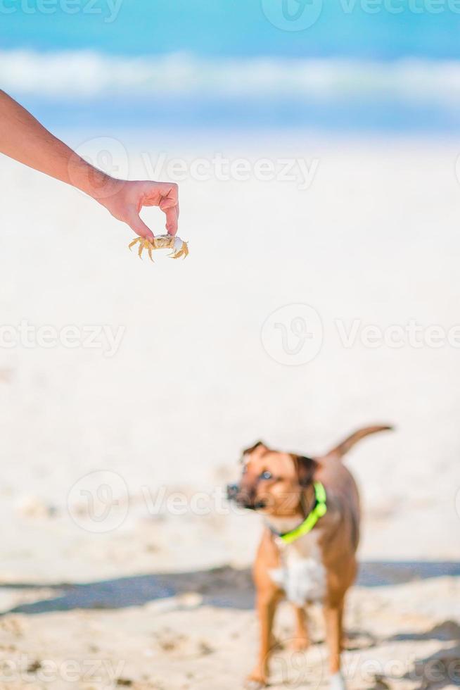 cachorro brincando com um pequeno caranguejo na praia foto