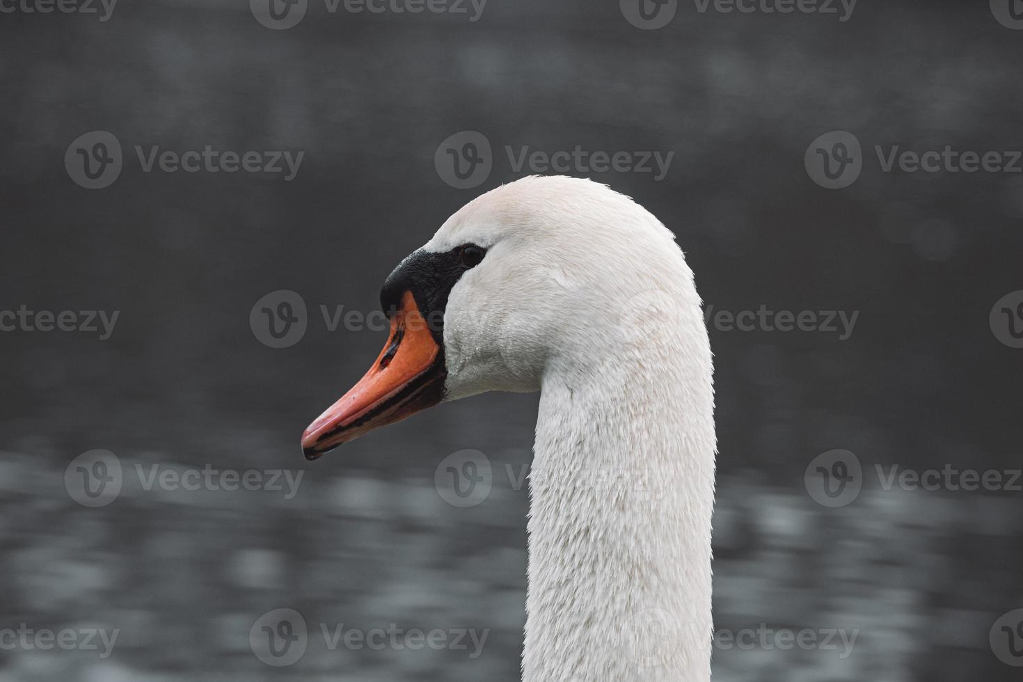 retrato de close-up de um belo cisne-branco nadando no rio foto