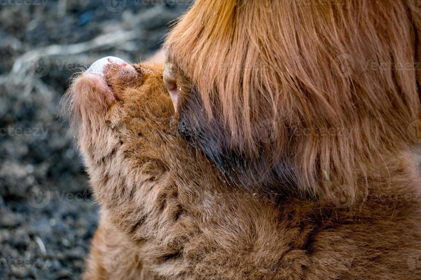 recém-nascido Highlander Escócia vaca peluda mãe e bezerro foto