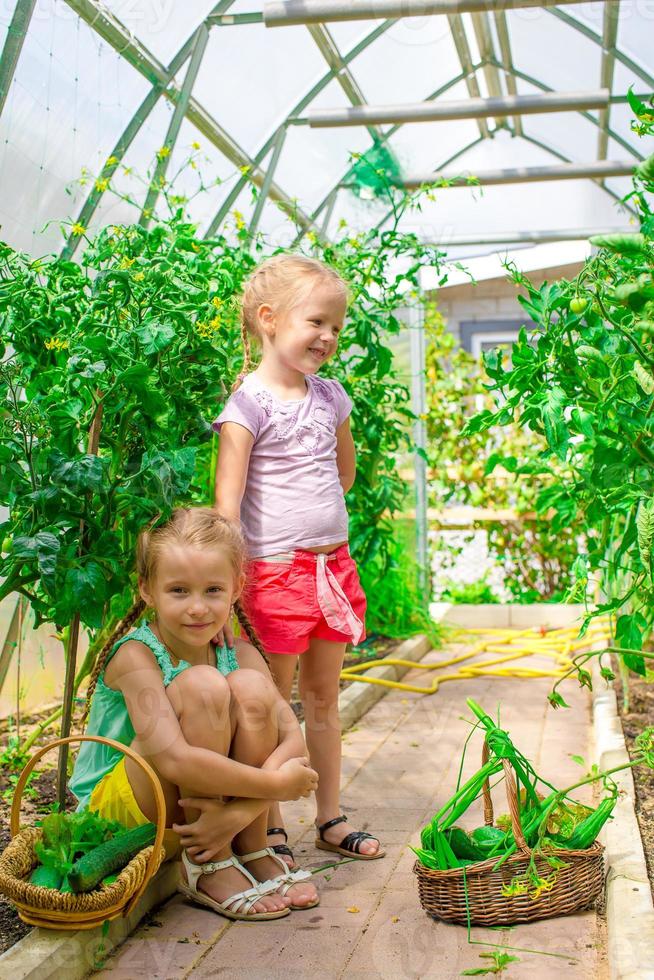 meninas bonitas coletam pepinos de colheita na estufa foto